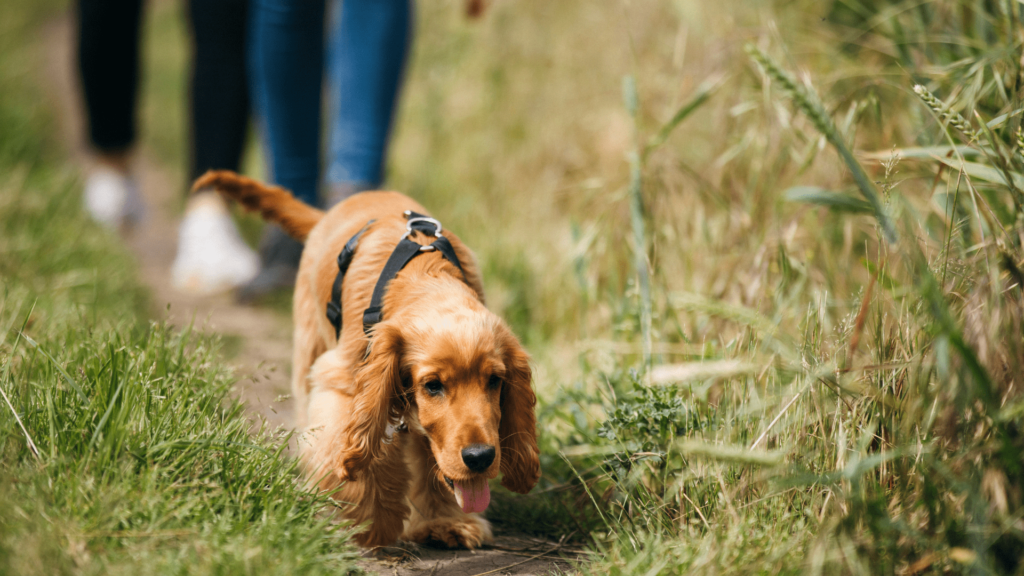 best pet-friendly resorts in Bhor near Pune