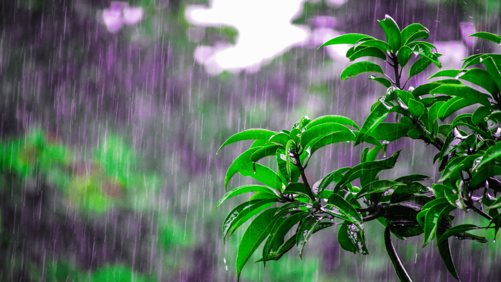 Perfect 2-Day Monsoon Picnic Near Pune